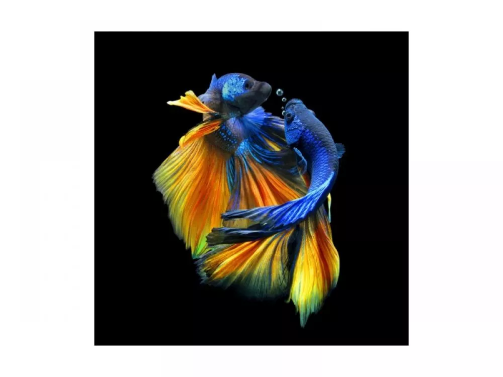 Glezna Betta 1 · 80 cm