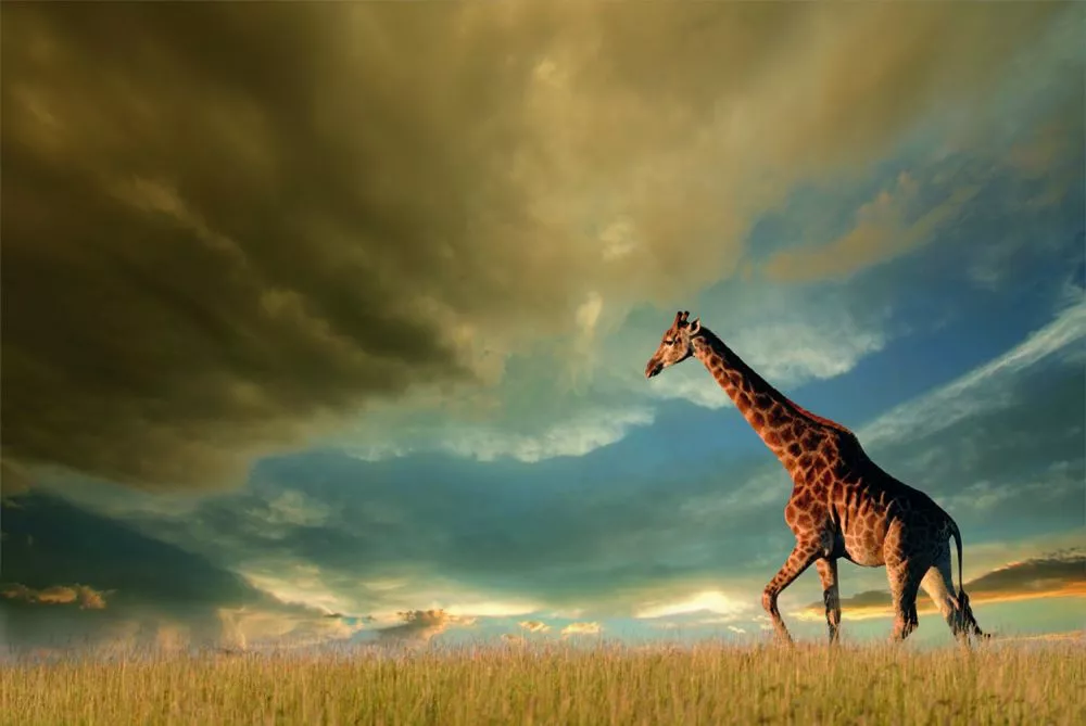 Glezna Giraffe · 80 cm