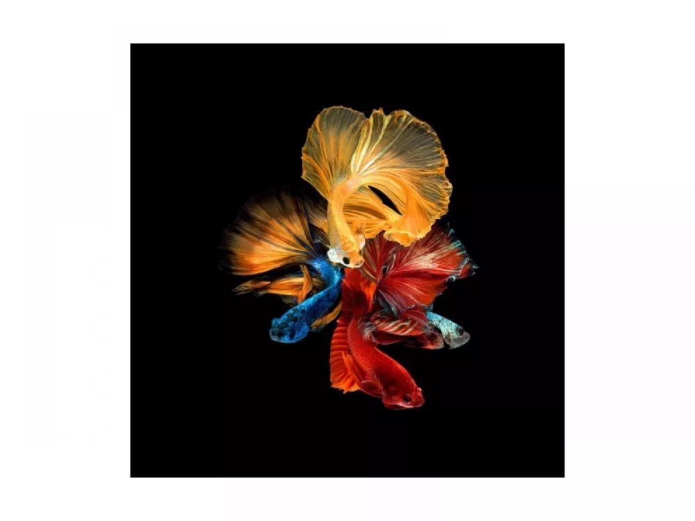 Glezna Betta 2 · 80 cm