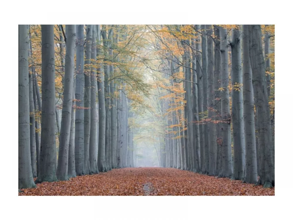 Glezna Trees 2 · 80 cm