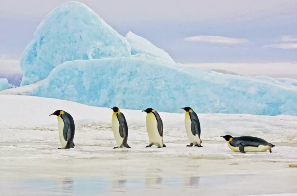 Glezna Penguins · 80 cm