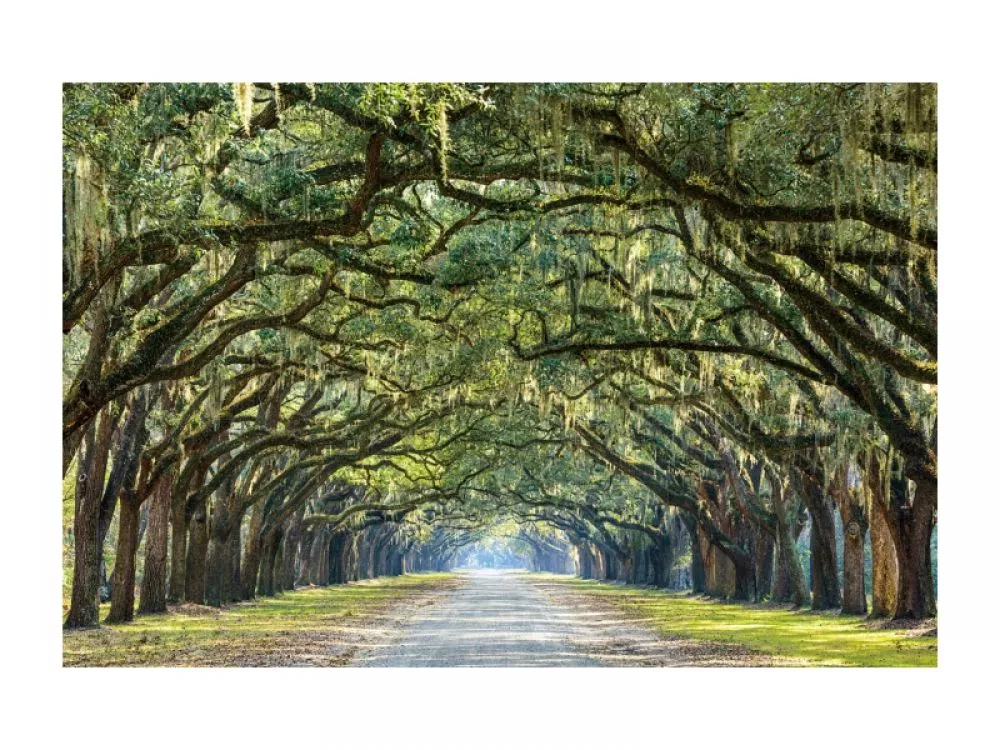 Glezna Trees 1 · 80 cm